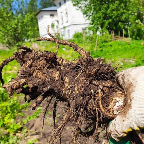 Что нового в городе
 Лихославль?