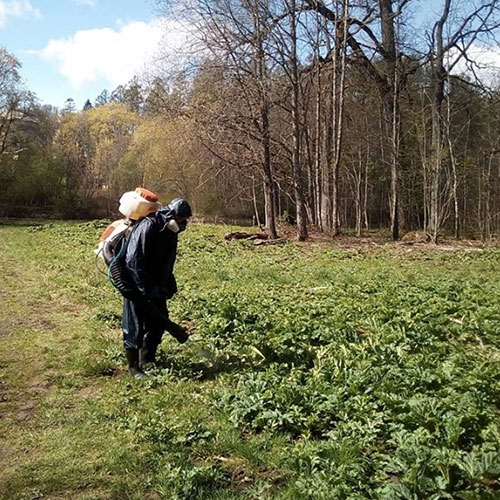 Заказать уничтожение борщевика Покровское-Стрешнево